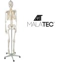 Malatec Szkielet człowieka- 170cm Malatec 22583